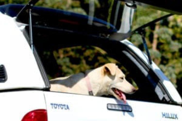 Dog Car Bars – Protect Your Pets